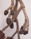 Image of taxon representative. Author is Владимир Брюхов