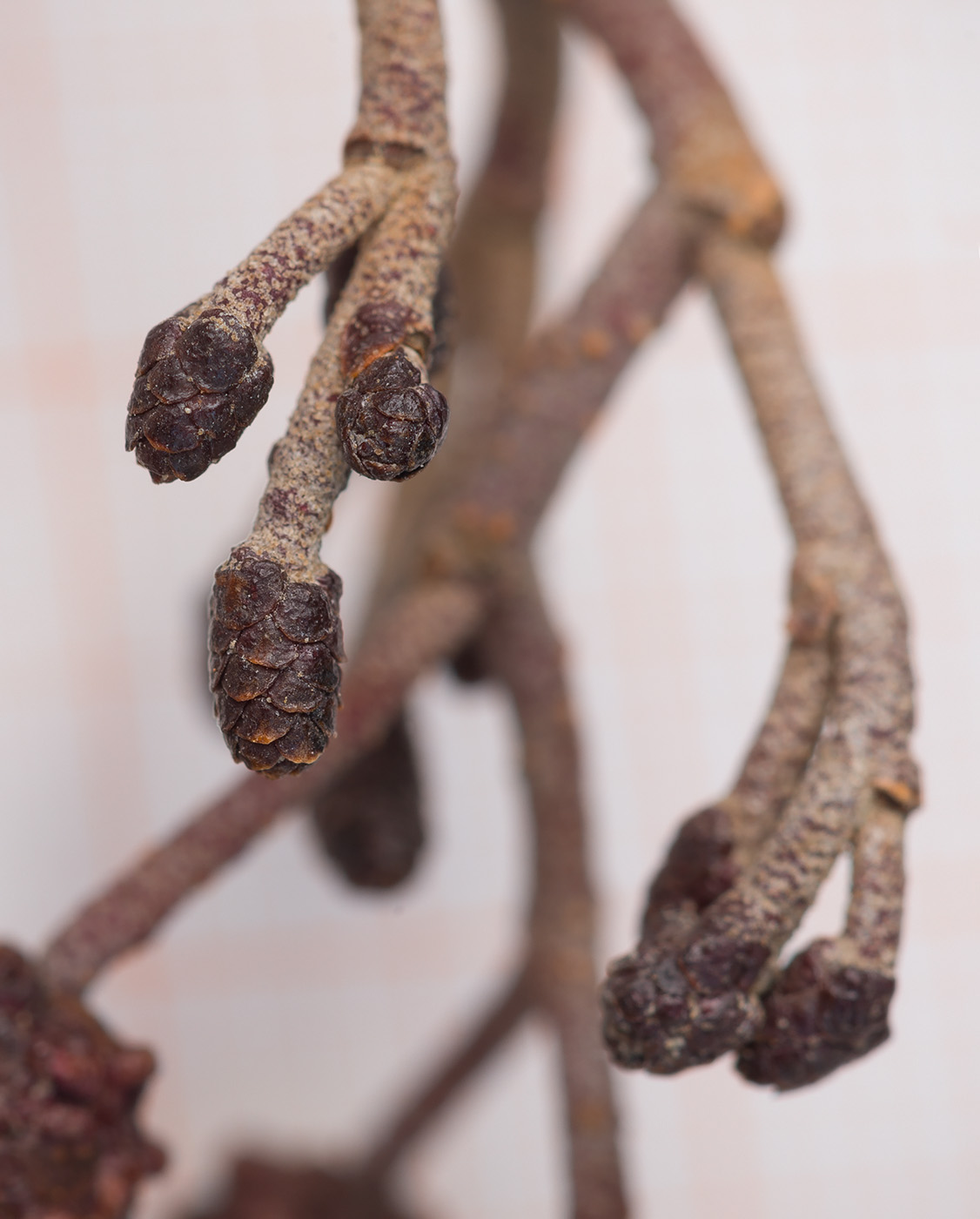 Image of Alnus glutinosa specimen.