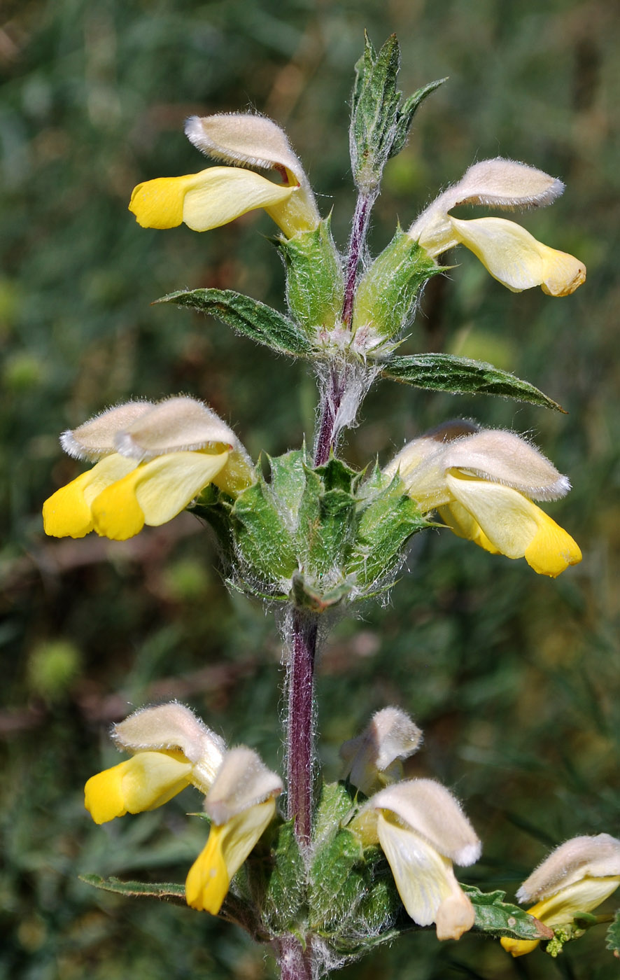 Изображение особи Phlomoides labiosa.