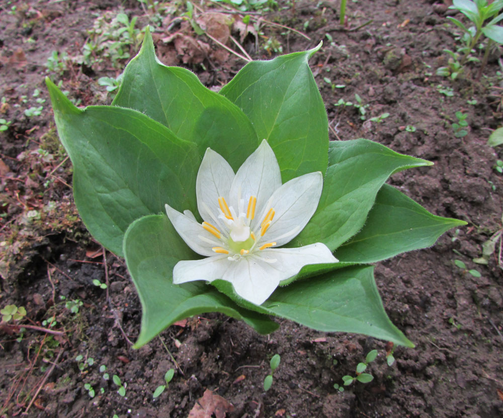 Image of Paris japonica specimen.