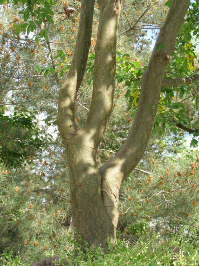 Image of Laburnum anagyroides specimen.