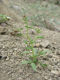Cleome daghestanica