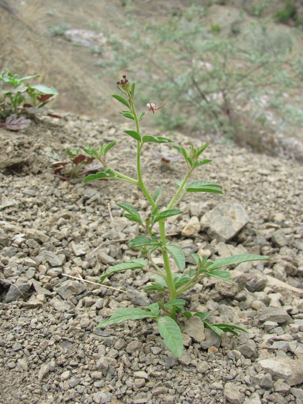 Изображение особи Cleome daghestanica.