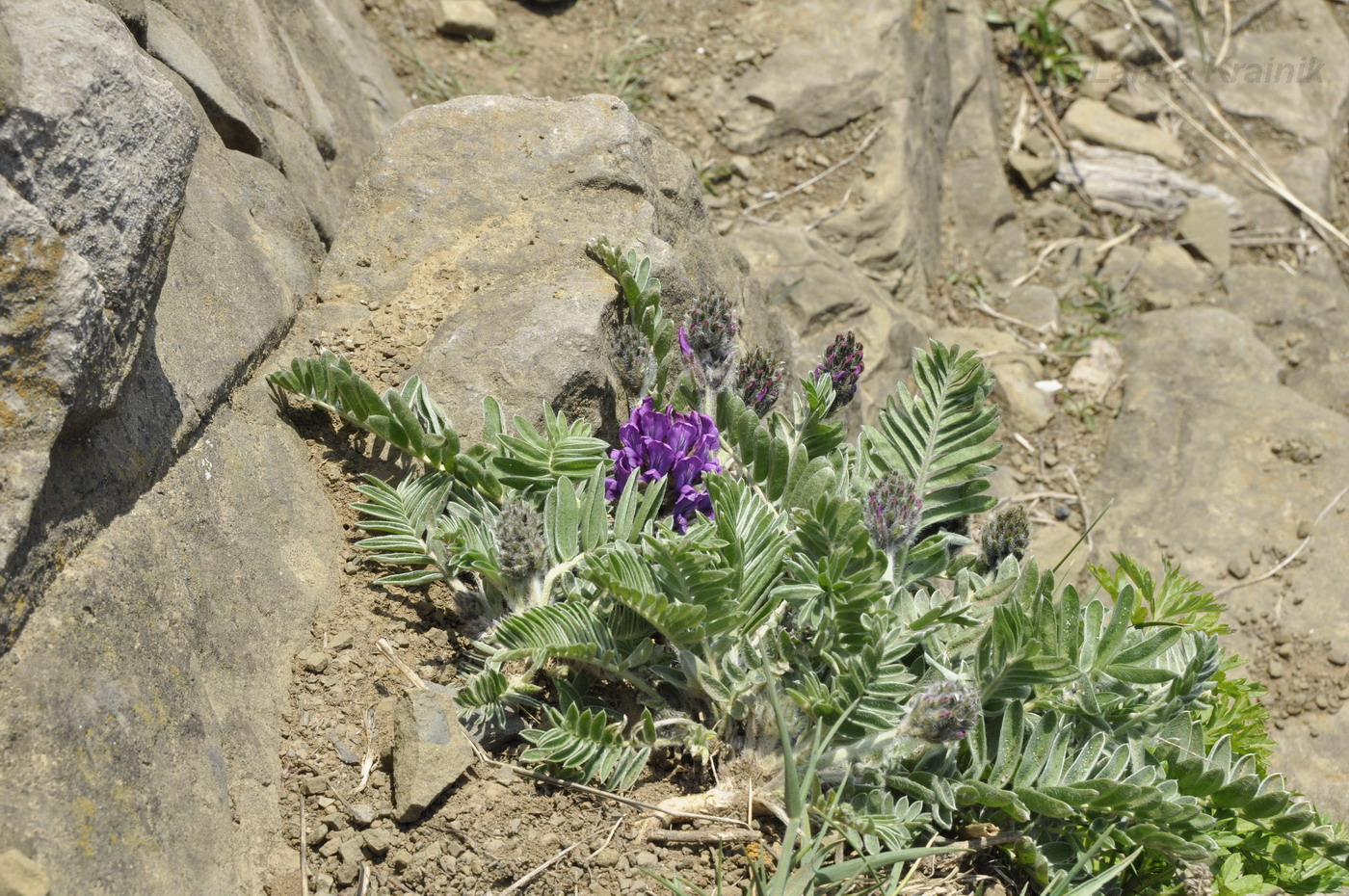 Image of Oxytropis ruthenica specimen.