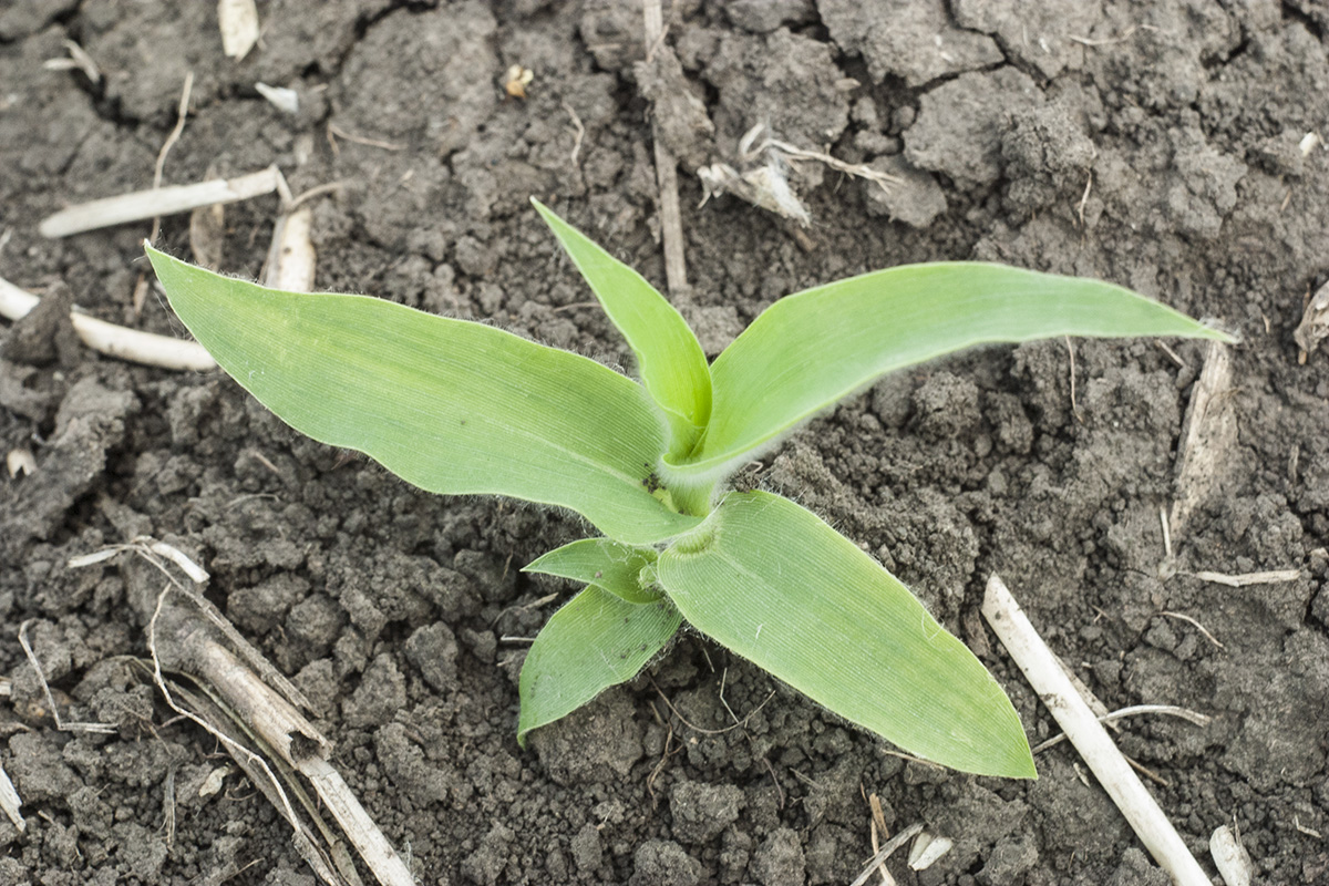 Image of Panicum capillare specimen.