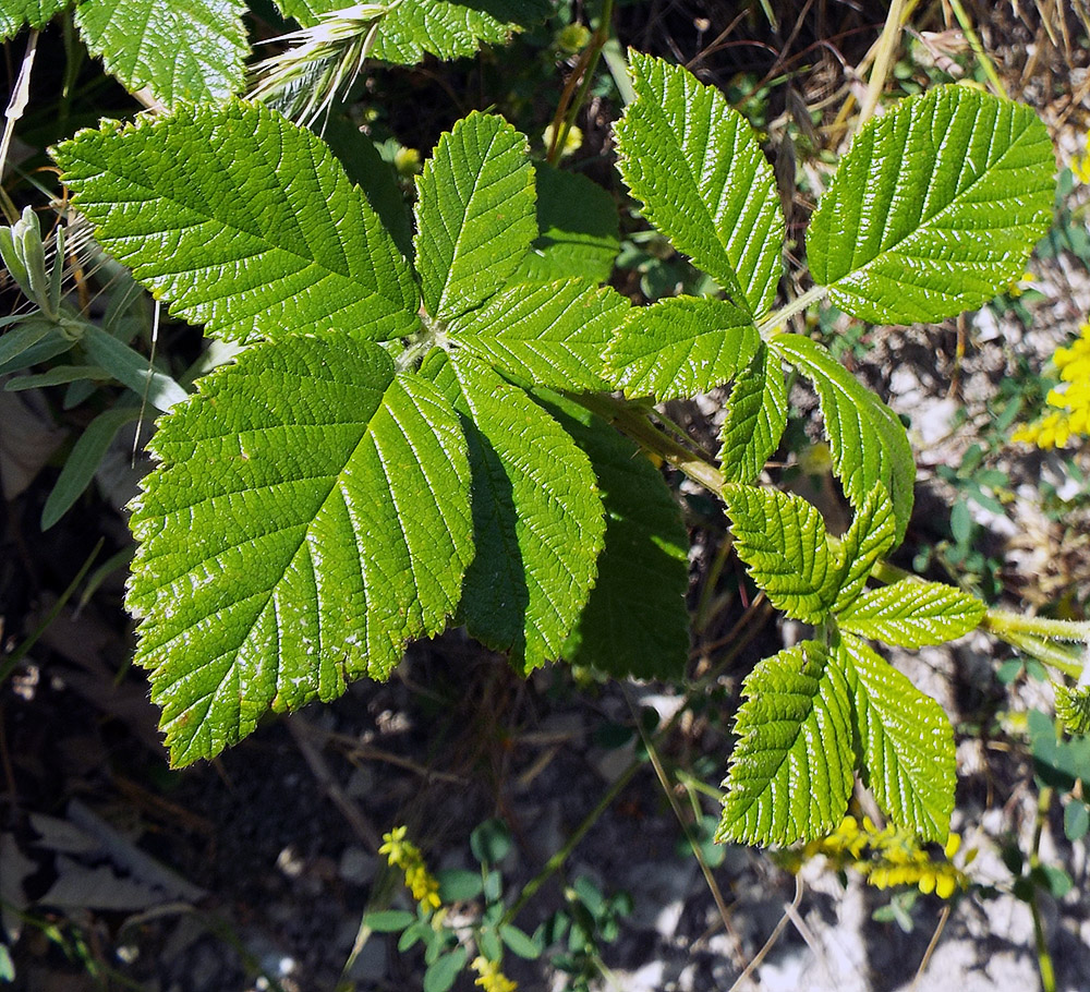 Image of Rubus candicans specimen.