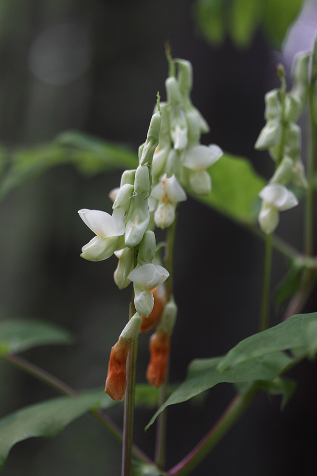 Изображение особи Lathyrus gmelinii.