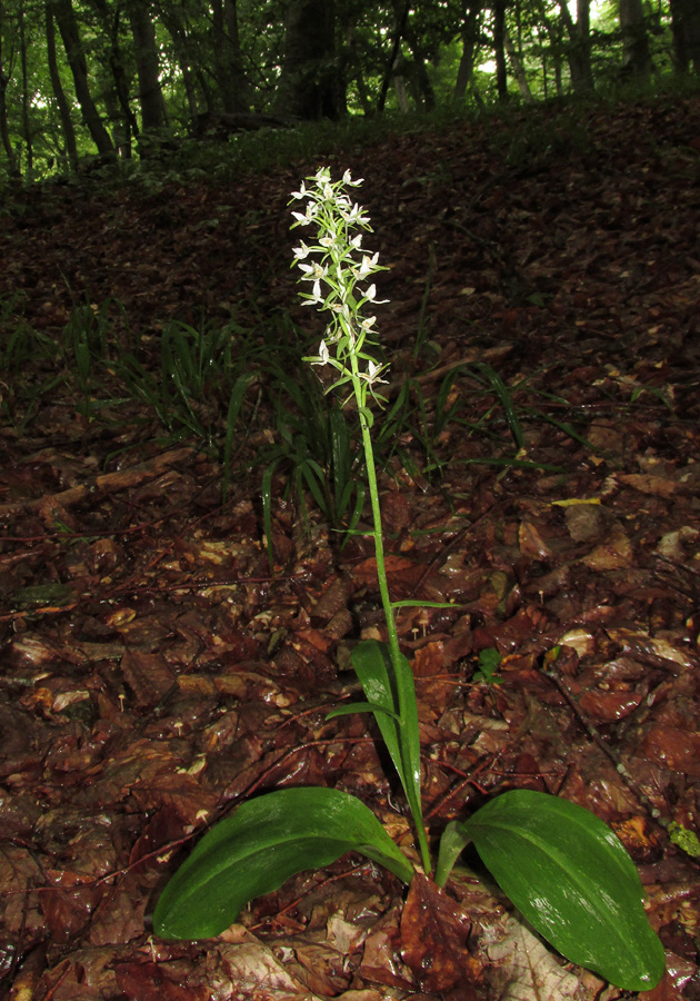 Изображение особи Platanthera bifolia.