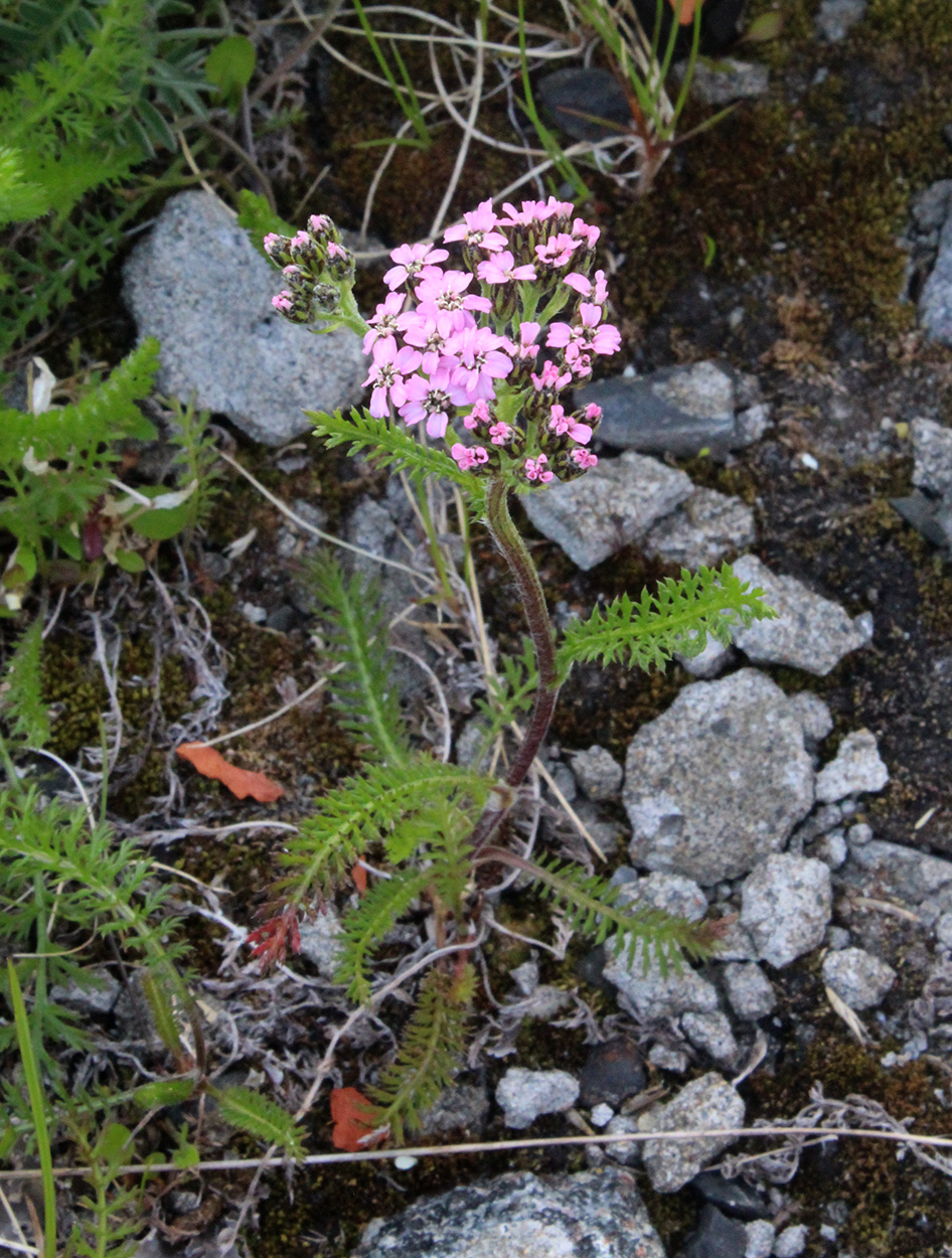 Изображение особи Achillea apiculata.