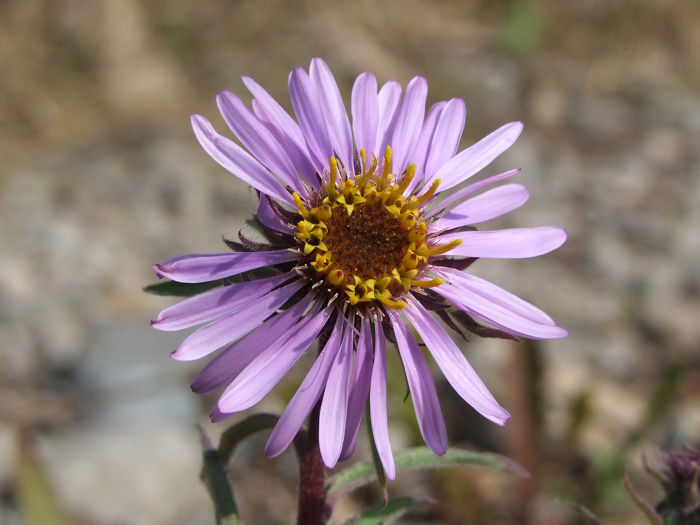 Image of Aster sibiricus specimen.