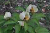 Paeonia macrophylla