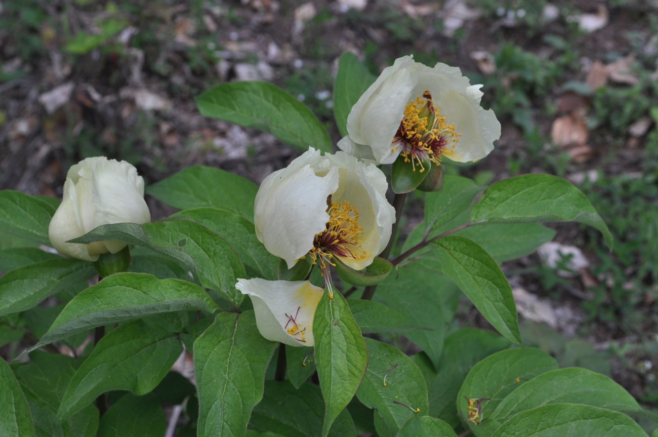 Image of Paeonia macrophylla specimen.