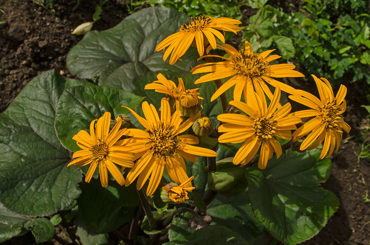 Изображение особи Ligularia dentata.