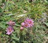 Sempervivum pumilum. Соцветия. Грузия, Казбегский муниципалитет, окраина с. Степанцминда, зап. склон горы Куро, ≈ 1850 м н.у.м, горный луг. 31.07.2018.