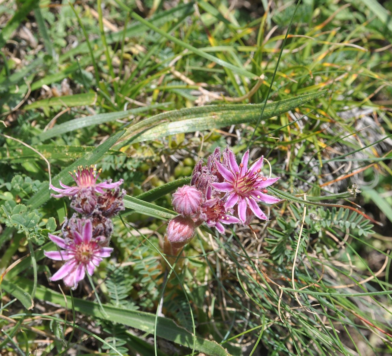 Image of Sempervivum pumilum specimen.