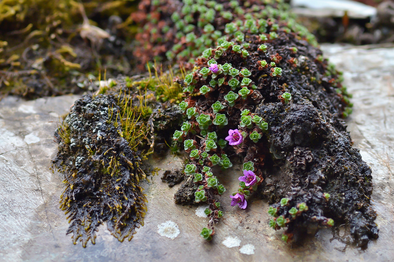 Изображение особи Saxifraga asiatica.