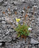 Papaver lapponicum