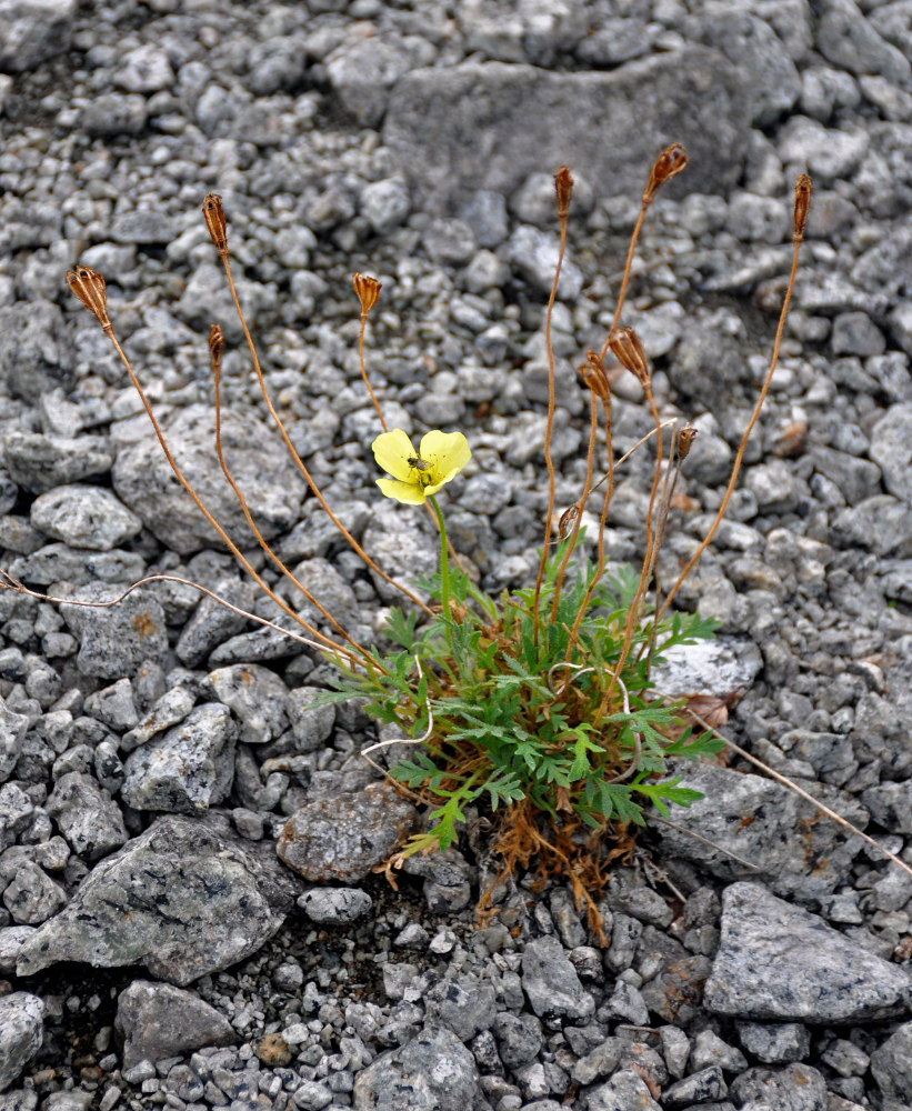 Image of Papaver lapponicum specimen.