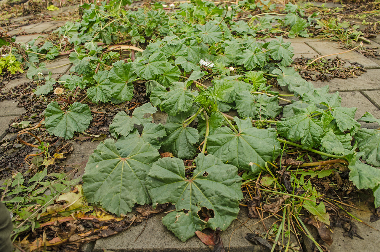 Image of genus Malva specimen.