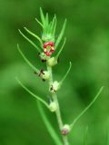 Bassia форма trichophylla