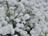 Achillea ptarmica var. multiplex