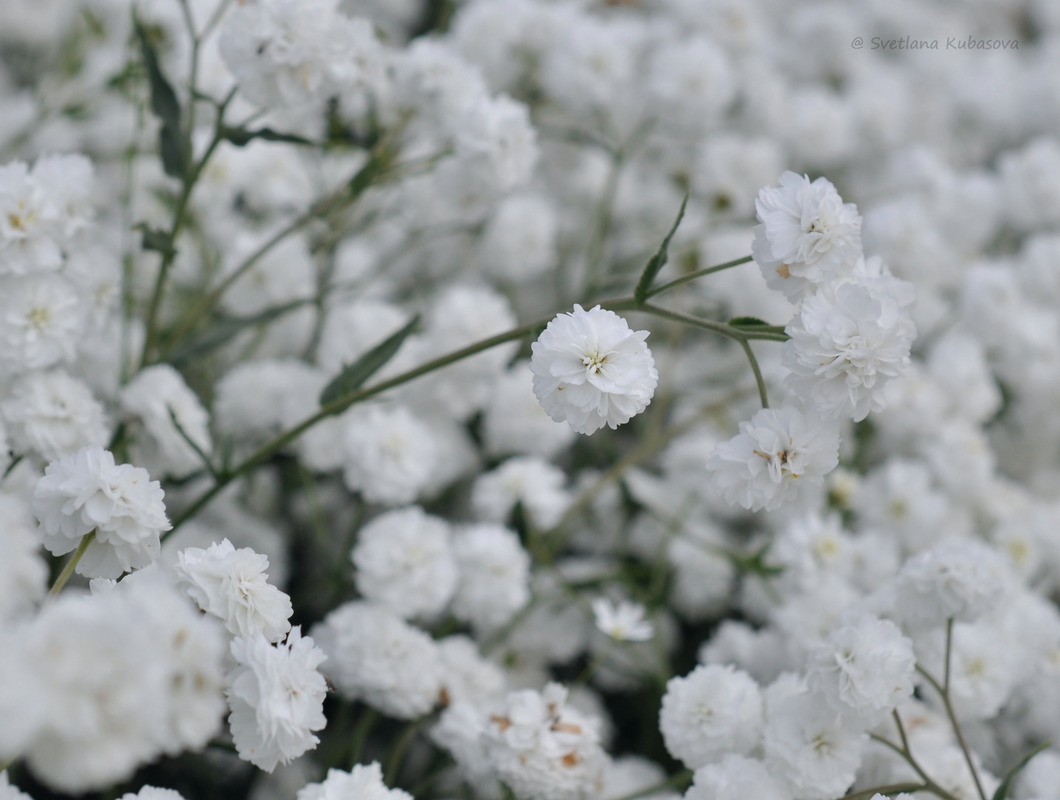 Изображение особи Achillea ptarmica var. multiplex.