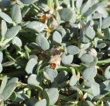 Zygophyllum rosowii. Фрагмент доцветающего растения с увядающими цветками и завязавшимися плодами. Таджикистан, Горно-Бадахшанская автономная обл., Мургабский р-н, окр. сельской общины (кишлака) Каракуль; Восточный Памир, денудационный шлейф западного макросклона Сарыкольского хребта, восточный берег оз. Каракуль, делювиальный борт озёрной котловины; экотонный комплекс высокогорной пустыни в верхнем поясе пустошных и криофитно-остепненных автоморфных гемигалофитно-пустынных солончаков, выс. 3930 м н.у.м. 16 августа 2018 г.