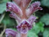 Orobanche pubescens