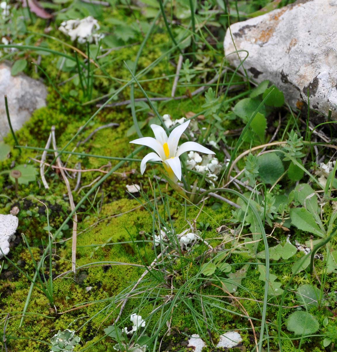 Изображение особи Romulea tempskyana.