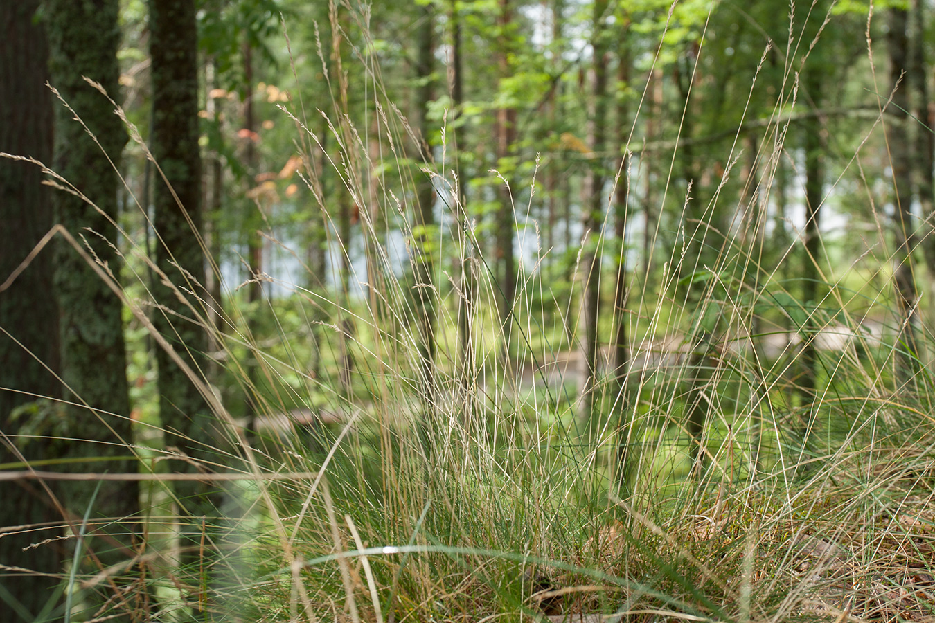 Изображение особи Festuca ovina.