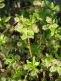 genus Salix