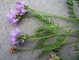 Astragalus danicus