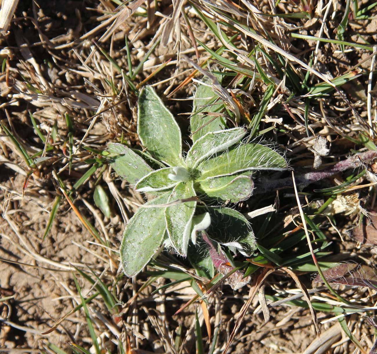 Изображение особи Pilosella officinarum.