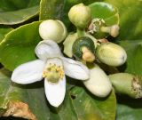 Citrus maxima. Соцветие с бутонами, цветком и завязавшимися плодами. Израиль, южная Арава, между киббуцами Самар и Элифаз, сельскохозяйственные угодья киббуца Элифаз. 18.02.2019.