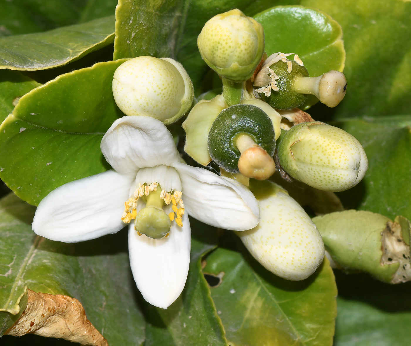 Image of Citrus maxima specimen.