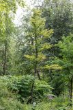 Larix kaempferi. Вегетирующее растение. Кировская обл., г. Киров, Ботанический сад Вятского государственного университета, в культуре. 07.07.2018.