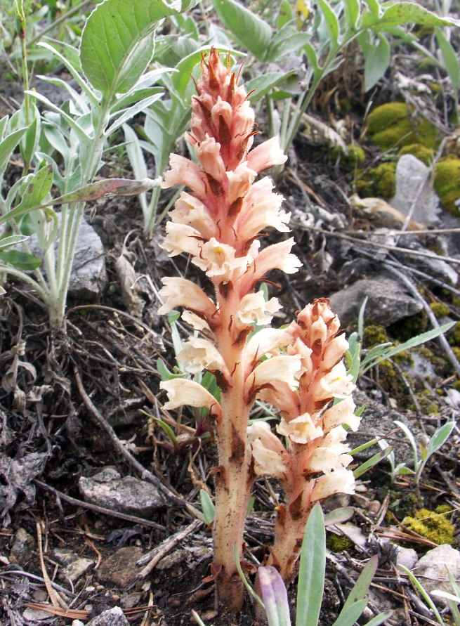 Image of Orobanche centaurina specimen.