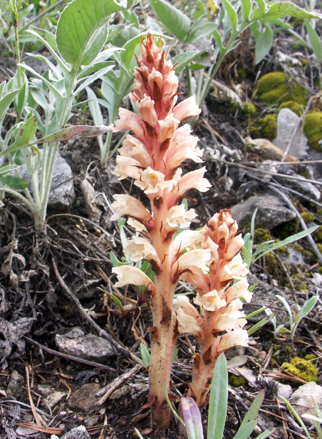 Изображение особи Orobanche centaurina.