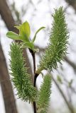 Salix caprea. Верхушка побега с женскими соцветиями. Узбекистан, г. Ташкент, Ботанический сад им. Ф.Н. Русанова. 20.03.2019.