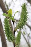 Salix caprea