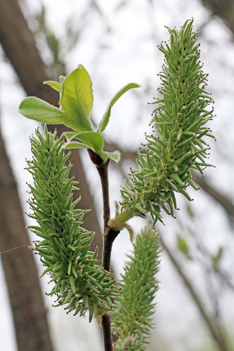 Image of Salix caprea specimen.