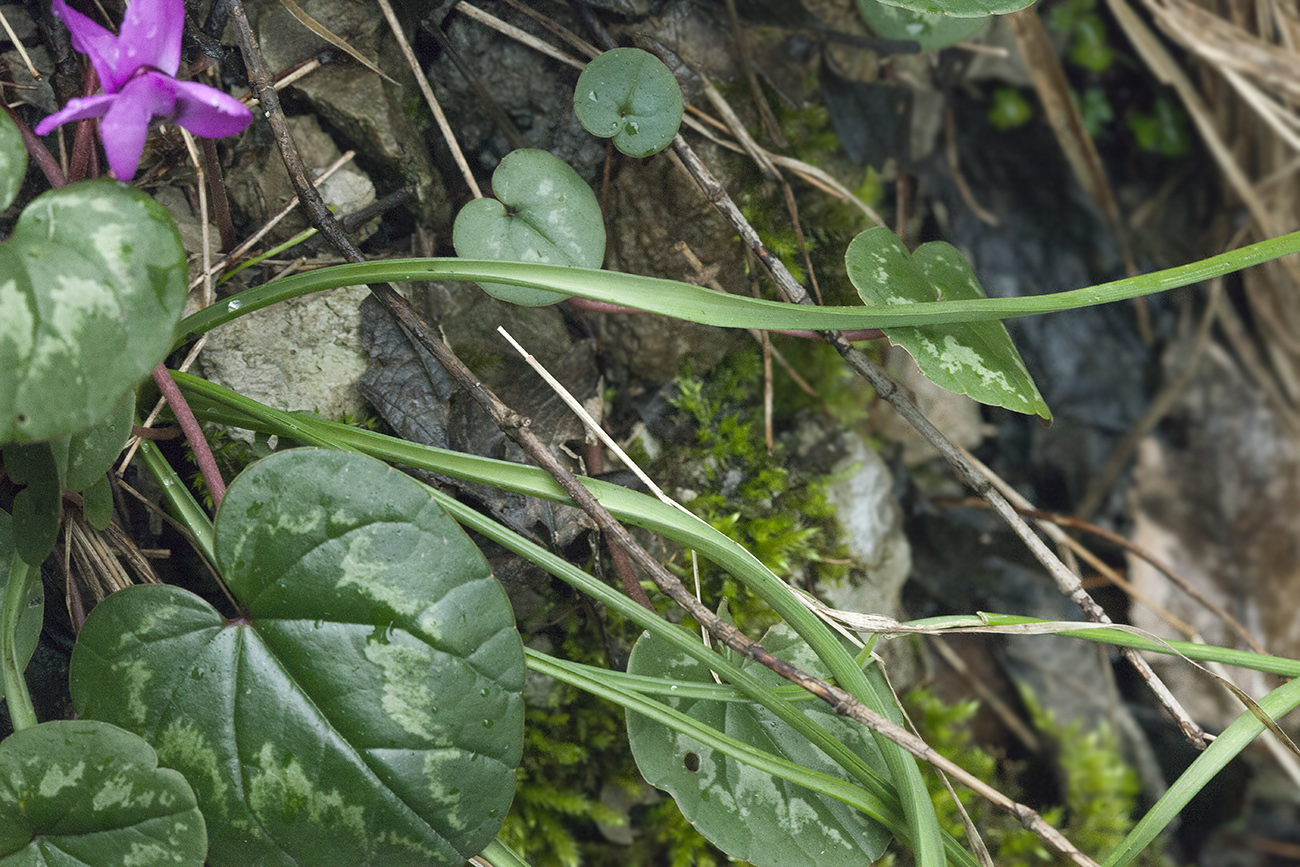 Image of Muscari dolichanthum specimen.