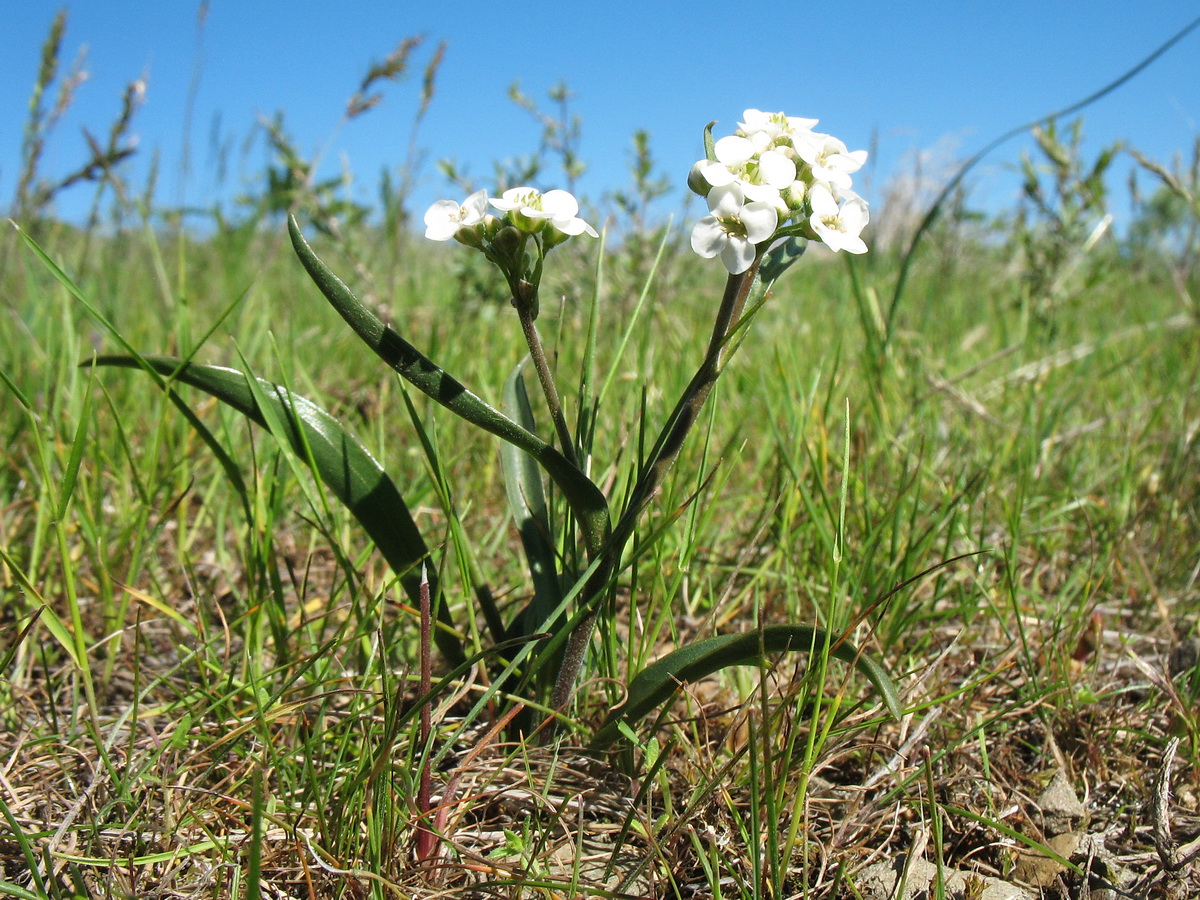 Image of Stubendorffia lipskyi specimen.