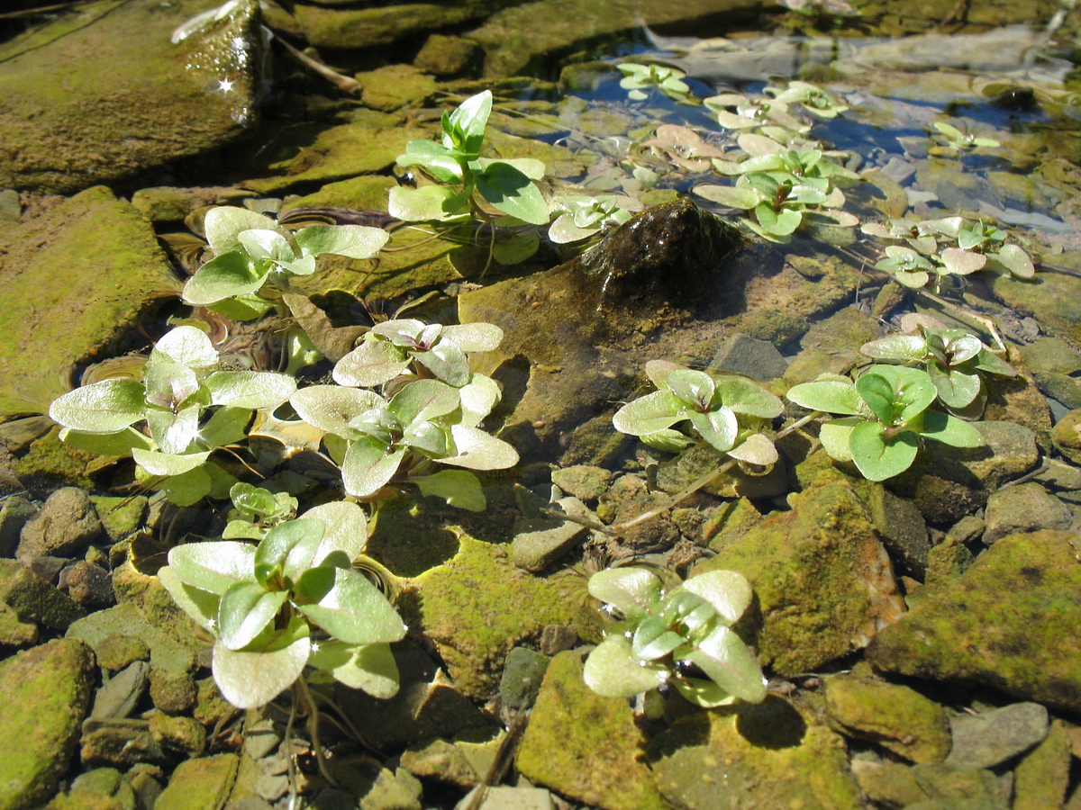 Image of Veronica oxycarpa specimen.