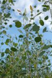 Populus diversifolia. Ветвь. Узбекистан, Бухарская обл., экоцентр \"Джейран\", на стыке тугайной растительности солёного озера с закреплёнными песками. 22.04.2019.