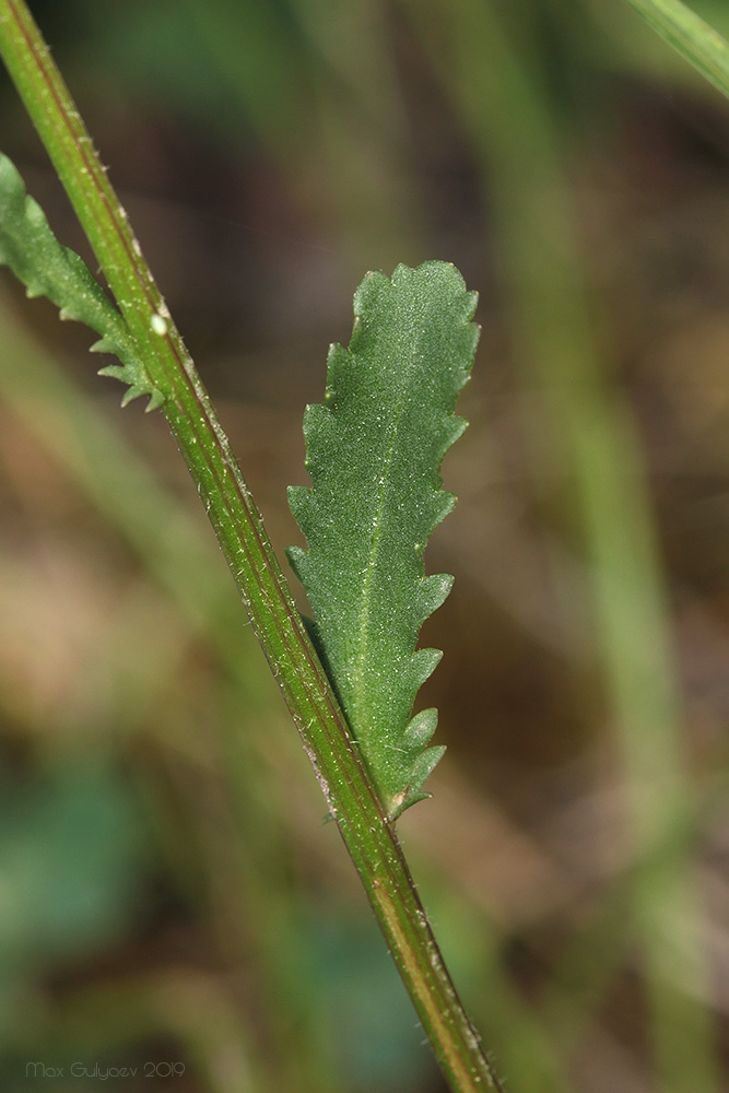 Image of Leucanthemum ircutianum specimen.
