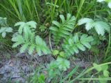 Potentilla anserina