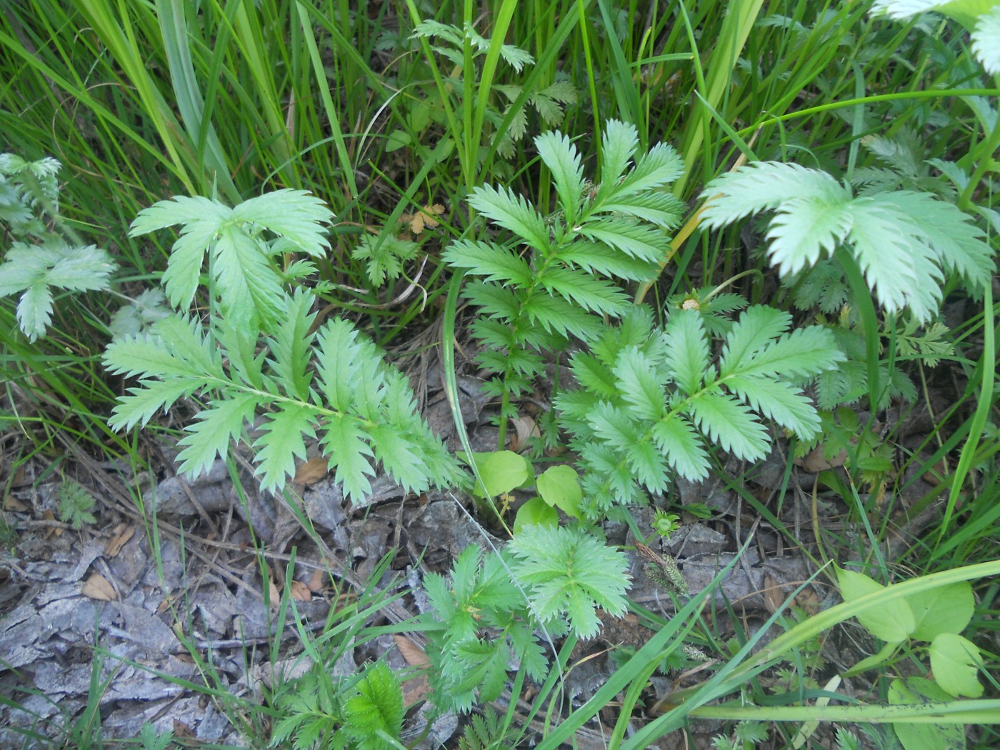 Изображение особи Potentilla anserina.