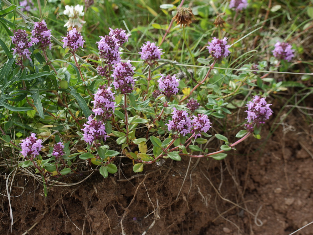 Изображение особи Thymus ovatus.