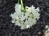 Valeriana cardamines